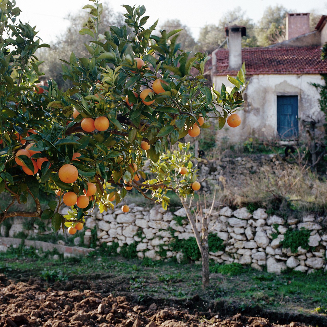 Ein portugiesisches Dorf, Orangenbaum