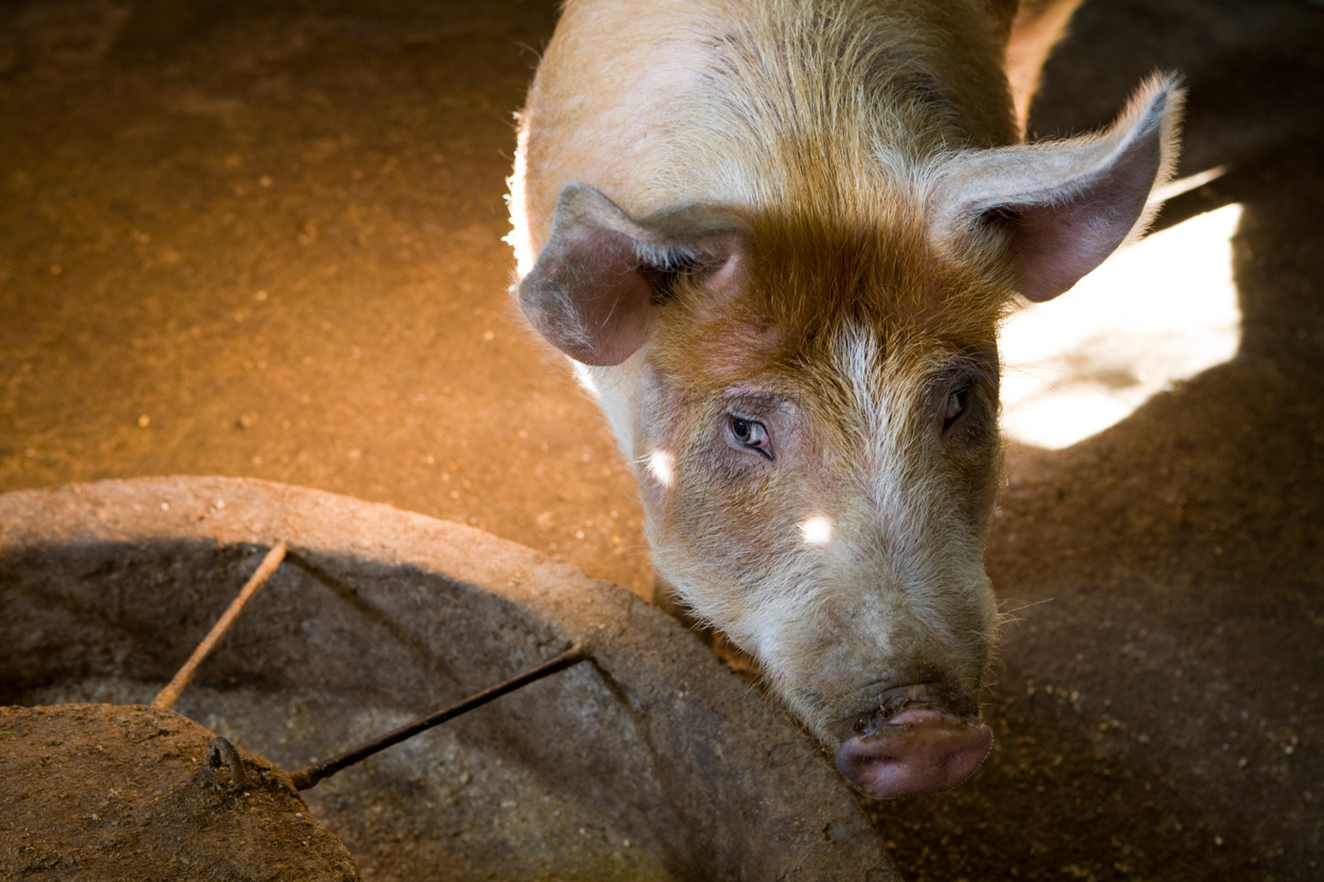 Ein portugiesisches Dorf, Schwein