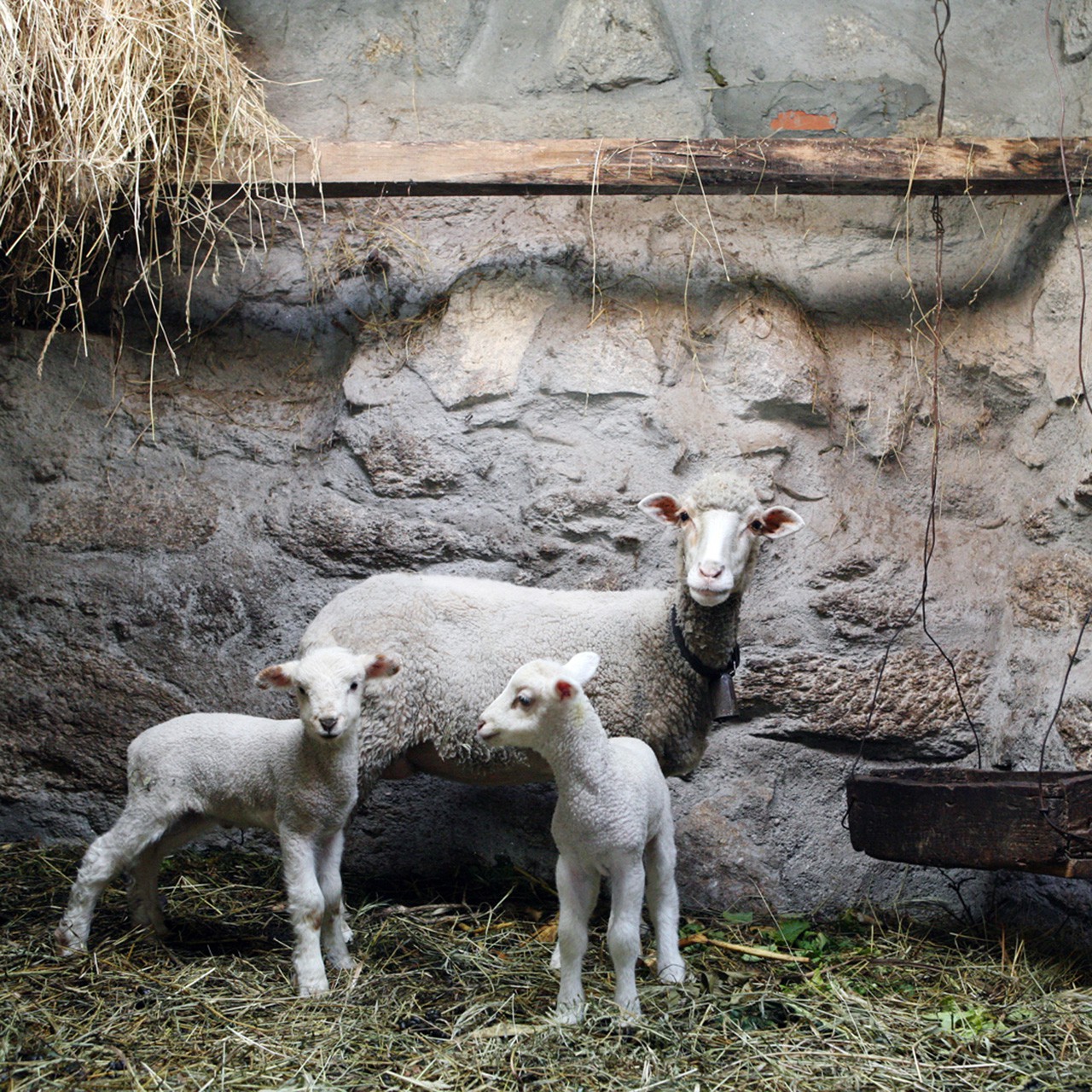 Ein portugiesisches Dorf, Schafe im Stall
